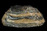 Southern Mammoth Molar Section - Hungary #123657-2
